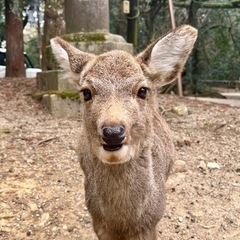 奈良公園好きのお友達募集してます