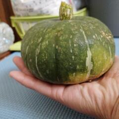 手のりミニかぼちゃ🎃の画像