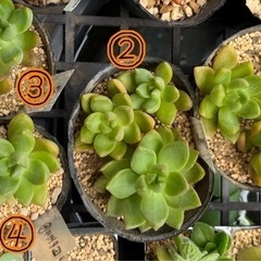 【多肉植物】オウレイ(月の王子)の画像
