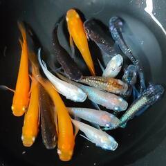 【ダユメダカ】MIXメダカ１５匹１０００円　アースアイ、ダルマ、鰭長、体外光、紅帝、ピンクサファイア、忘却の翼、等の画像