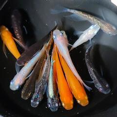 【ダユメダカ】MIXメダカ１５匹１０００円　アースアイ、ダルマ、鰭長、体外光、紅帝、ピンクサファイア、忘却の翼、等の画像