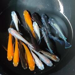 【ダユメダカ】MIXメダカ１５匹１０００円　アースアイ、ダルマ、鰭長、体外光、紅帝、ピンクサファイア、忘却の翼、等の画像