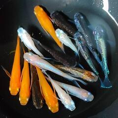 【ダユメダカ】MIXメダカ１５匹１０００円　アースアイ、ダルマ、鰭長、体外光、紅帝、ピンクサファイア、忘却の翼、等の画像