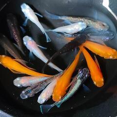 【ダユメダカ】MIXメダカ１５匹１０００円　アースアイ、ダルマ、鰭長、体外光、紅帝、ピンクサファイア、忘却の翼、等の画像