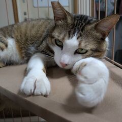 デコくん　１歳　オス
