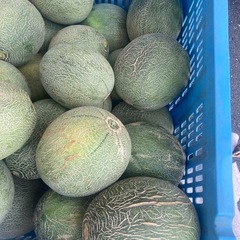 🍈B級メロン🍈令和7年7月7日の画像