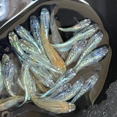 厳選　ミックスメダカ　20匹　ラメ個体入り　ビオトープ　予約可能　の画像