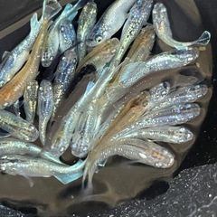 厳選　ミックスメダカ　20匹　ラメ個体入り　ビオトープ　予約可能　の画像