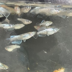 厳選　ミックスメダカ　20匹　ラメ個体入り　ビオトープ　予約可能　の画像