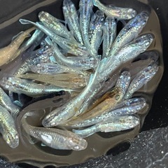 厳選　ミックスメダカ　20匹　ラメ個体入り　ビオトープ　予約可能　の画像
