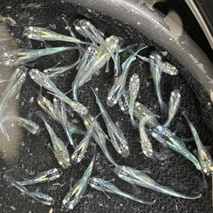 ミックスメダカ　25匹　稚魚クラス　予約可能