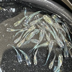 ミックスメダカ　25匹　稚魚クラス　予約可能の画像