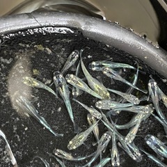 ミックスメダカ　25匹　稚魚クラス　予約可能の画像