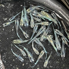 ミックスメダカ　25匹　稚魚クラス　予約可能の画像