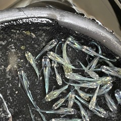 ミックスメダカ　25匹　稚魚クラス　予約可能の画像