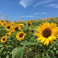 日々の暮らしに＋αを...🌻🌻