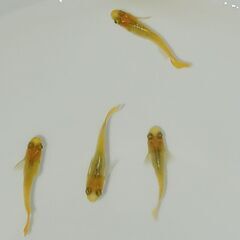 メダカ　　　べっ甲　　ペアの画像