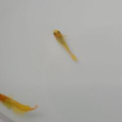メダカ　　　べっ甲　　ペアの画像