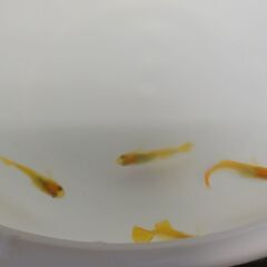 メダカ　　　べっ甲　　ペアの画像