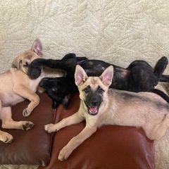琉球犬MIX母親の子犬里親さん募集！