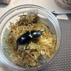 フォルスターキヨタミ　♀単の画像