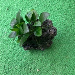 アヌビアス・ナナの画像