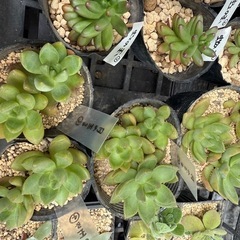 【多肉植物】オウレイ(月の王子)の画像