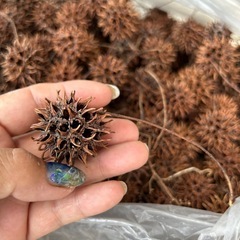 フウの実 大量の画像