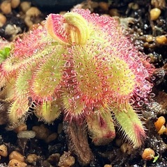 食虫植物好きな人か興味ある人！