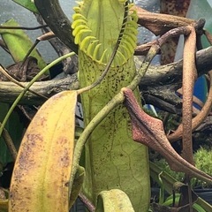 食虫植物好きな人か興味ある人！ − 埼玉県
