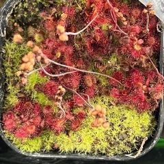 食虫植物好きな人か興味ある人！ - 蕨市