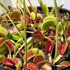 食虫植物好きな人か興味ある人！ - その他
