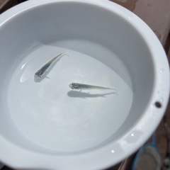 1ペア 深海めだか
の画像