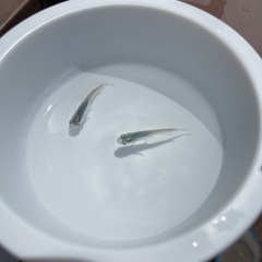 1ペア 深海めだか
の画像