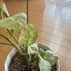 観葉植物シンゴニウムミルクコンフェッティー斑入り
の画像