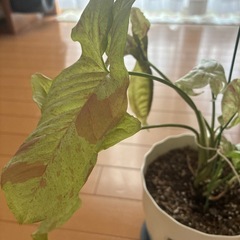 観葉植物シンゴニウムミルクコンフェッティー斑入り
の画像