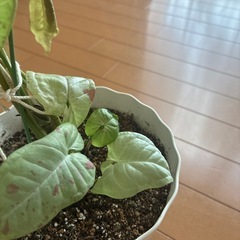 観葉植物シンゴニウムミルクコンフェッティー斑入り
の画像