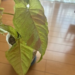 観葉植物シンゴニウムミルクコンフェッティー斑入り
の画像