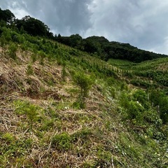 植林　農業の画像