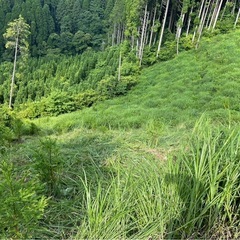 植林　農業の画像