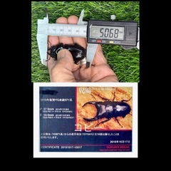 [国産オオクワガタNO:142]YG871系統  82ミリペアーの画像