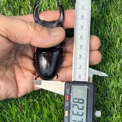 [国産オオクワガタNO:142]YG871系統  82ミリペアーの画像