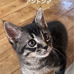 無邪気な将来イケメン！生後2ヶ月キジトラ