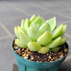 多肉植物　チョンイン　2025年7月6日の画像