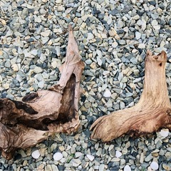 流木　アクアリウムに◎の画像