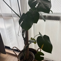 モンステラ ・観葉植物
の画像