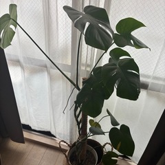 モンステラ ・観葉植物
の画像