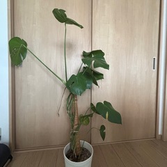 モンステラ ・観葉植物
の画像