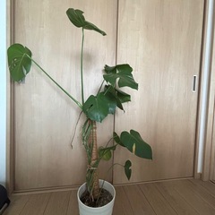 モンステラ ・観葉植物
の画像