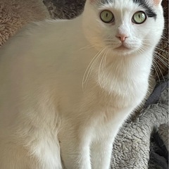 4歳くらいの男の子